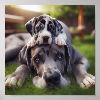 Great Dane mum and her puppy Poster