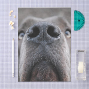 Great Dane Nose Tissue Paper