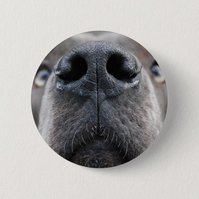 Great Dane Photo  6 Cm Round Badge (Front)