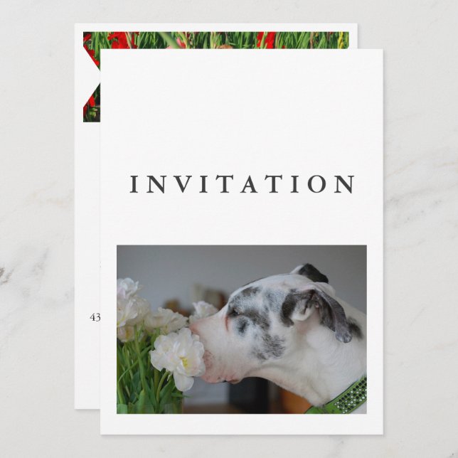 Great Dane Photo invitation  (Front/Back)