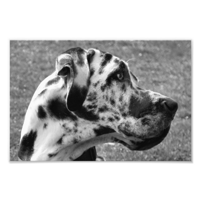 GREAT DANE PHOTO PRINT (Front)