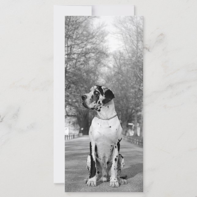 Great Dane Pictures (Front)
