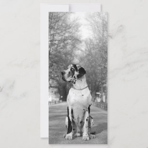 Great Dane Pictures