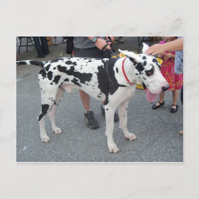 Great Dane Postcard (Front)