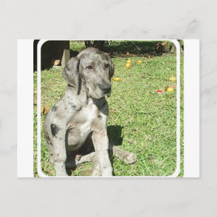 Great Dane Postcard