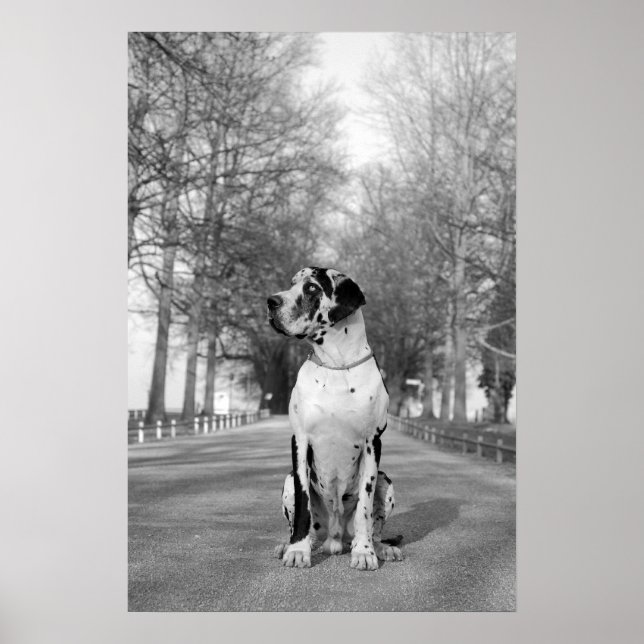 Great Dane Poster (Front)