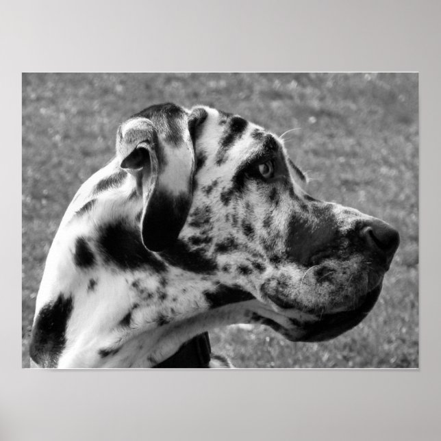 GREAT DANE POSTER (Front)