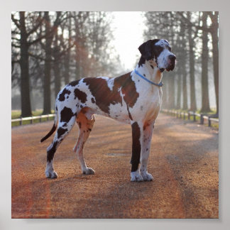 Great Dane Poster