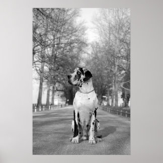 Great Dane Poster