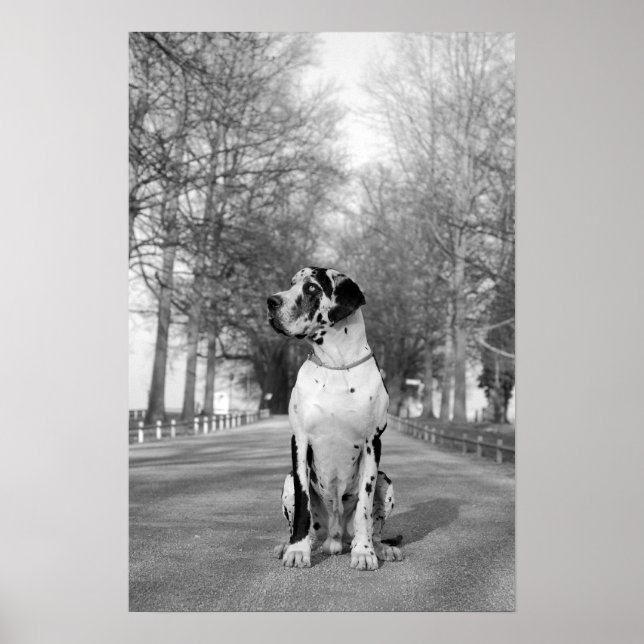 Great Dane Poster (Front)
