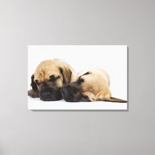 Great Dane puppies sleeping side by side in Canvas Print