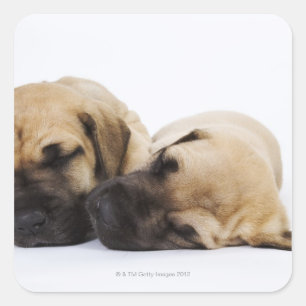 Great Dane puppies sleeping side by side in Square Sticker