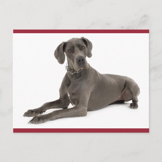 Great Dane Puppy Dog Blank Post Card (Front)