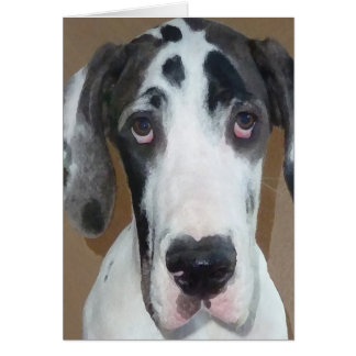 Great Dane Puppy Gunner's Goofy Face