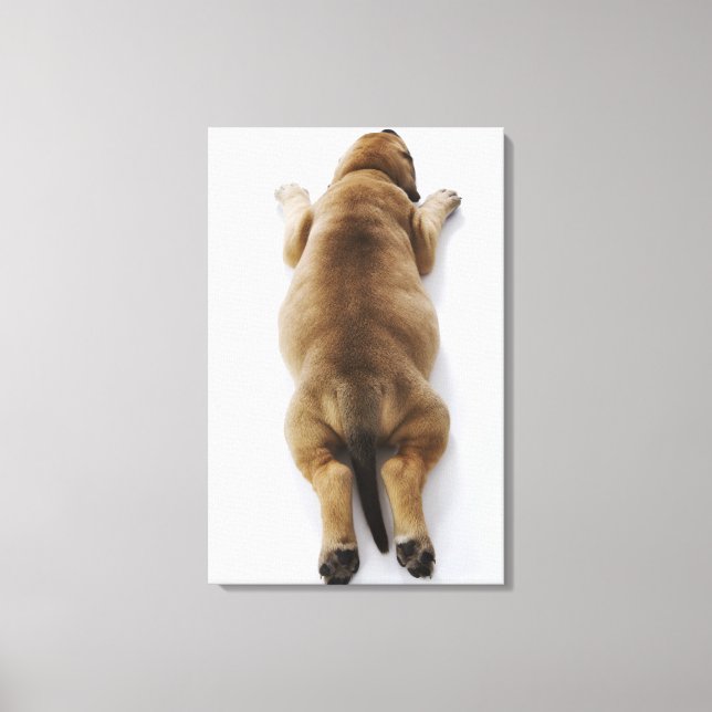 Great Dane puppy lying down in studio, overhead Canvas Print (Front)