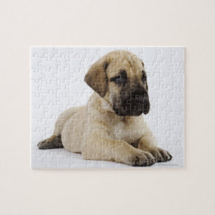 Great Dane puppy Lying in Studio Jigsaw Puzzle