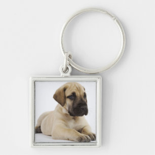 Great Dane puppy Lying in Studio Key Ring