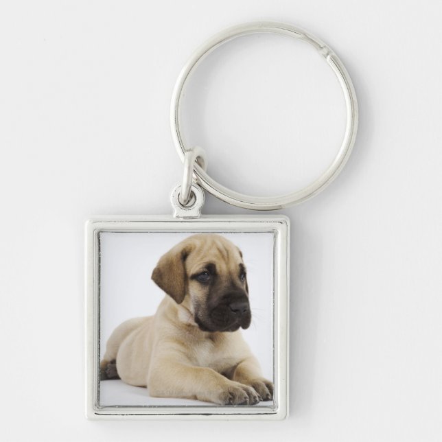 Great Dane puppy Lying in Studio Key Ring (Front)