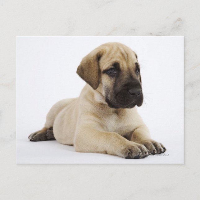Great Dane puppy Lying in Studio Postcard (Front)