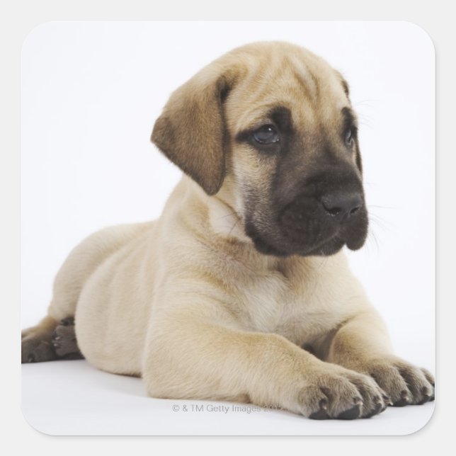 Great Dane puppy Lying in Studio Square Sticker (Front)