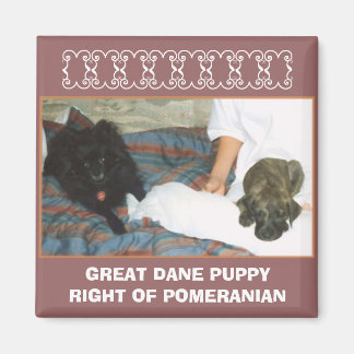 GREAT DANE PUPPY MAGNET