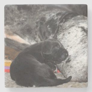 Great Dane Puppy Marble Coaster with square images