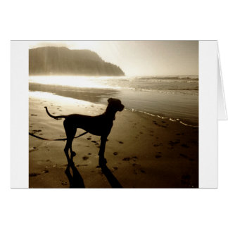 Great Dane Puppy Sunset