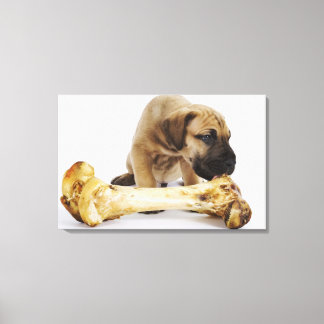 Great Dane puppy with bone in studio Canvas Print