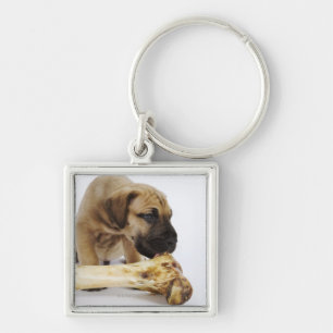 Great Dane puppy with bone in studio Key Ring