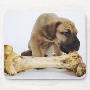 Great Dane puppy with bone in studio Mouse Pad