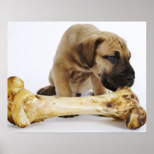 Great Dane puppy with bone in studio Poster