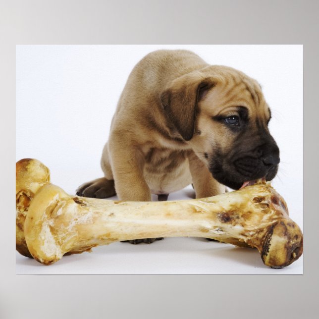 Great Dane puppy with bone in studio Poster (Front)