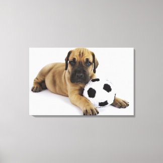 Great Dane puppy with toy soccer ball Canvas Print