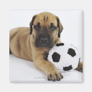 Great Dane puppy with toy soccer ball Magnet