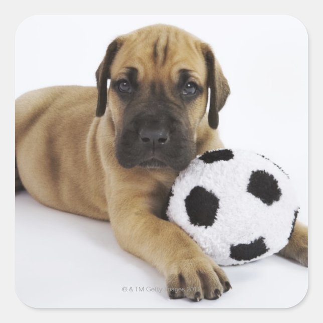 Great Dane puppy with toy soccer ball Square Sticker (Front)