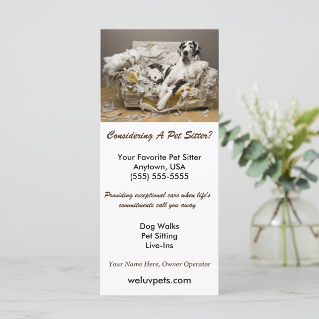 Great Dane Relaxed on Chewed Sofa Pet Sitter  (Standing Front)