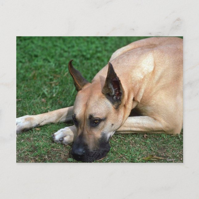 Great Dane resting Postcard (Front)