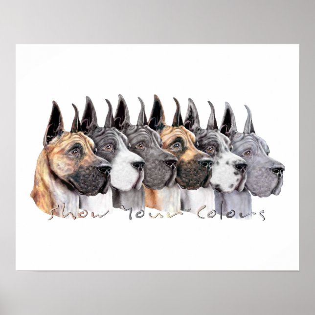 Great Dane Show Colours Group Poster (Front)