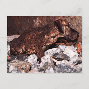 Great dane toad postcard