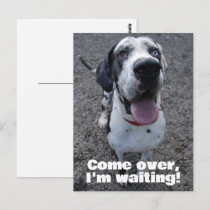Great Dane waiting for you  Postcard