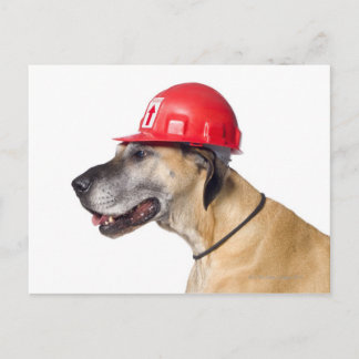 Great Dane wearing a red construction helmet Postcard