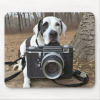 Great Dane With Camera