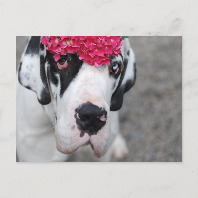 Great Dane with Flowers Postcard (Front)