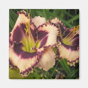 Great Daylily Magnet