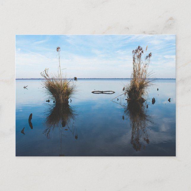 great dismal swamp postcard (Front)