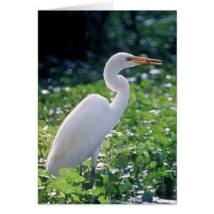 Great Egret
