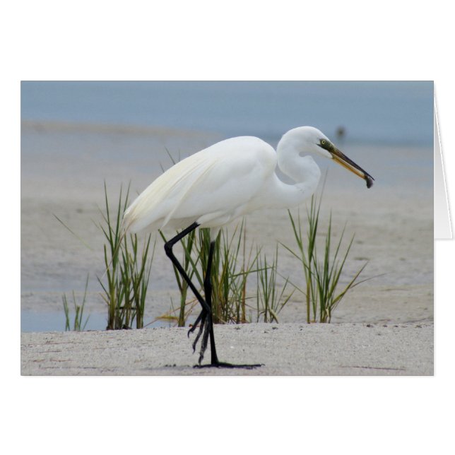 Great Egret (Front Horizontal)