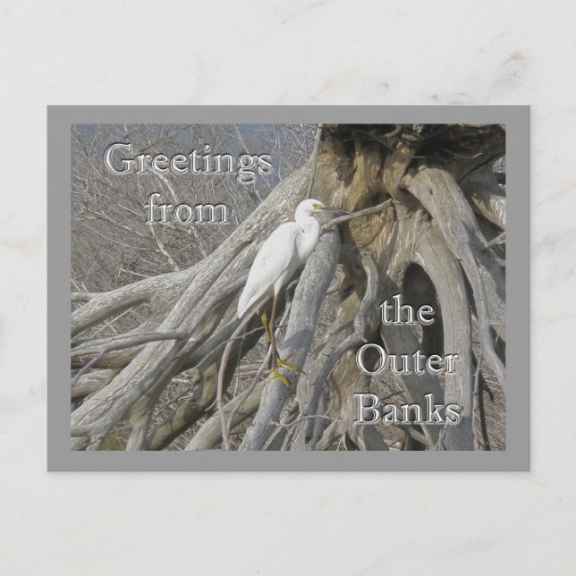 Great Egret (Ardea alba) OBX Outer Banks Postcard (Front)