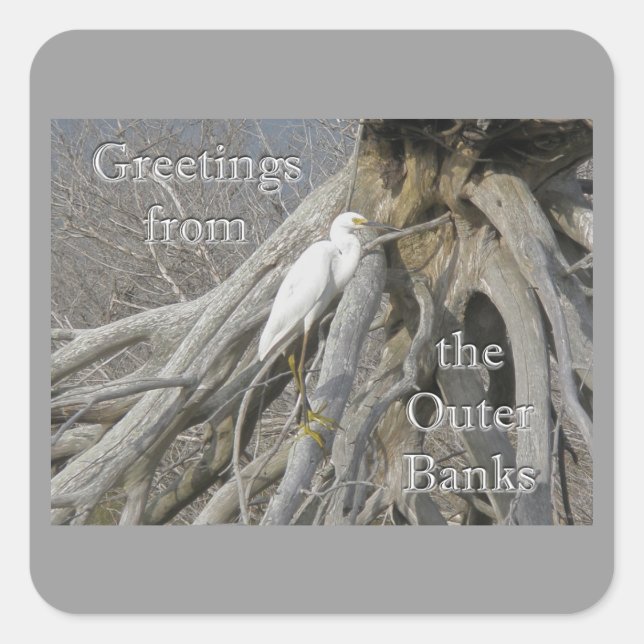 Great Egret (Ardea alba) OBX Outer Banks Square Sticker (Front)
