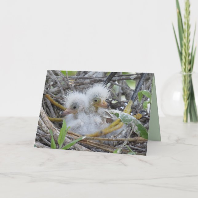 Great Egret Chicks Greeting Card (Front)